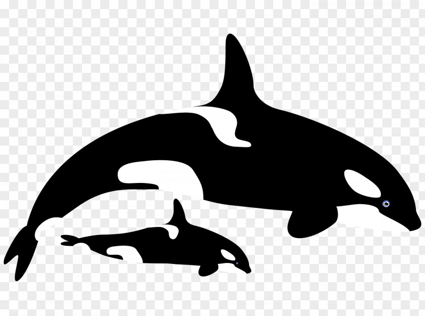Pink Bottlenose Dolphin Tucuxi Common Killer Whale Clip Art PNG