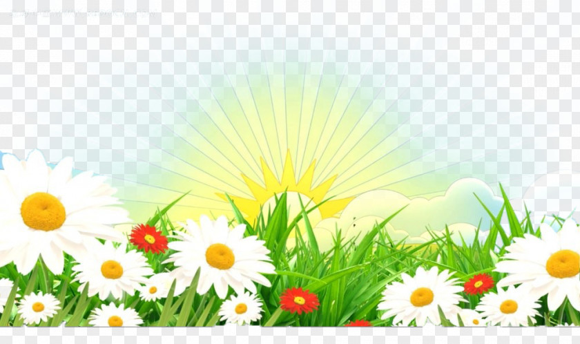 Sunrise Common Daisy Cartoon Illustration PNG