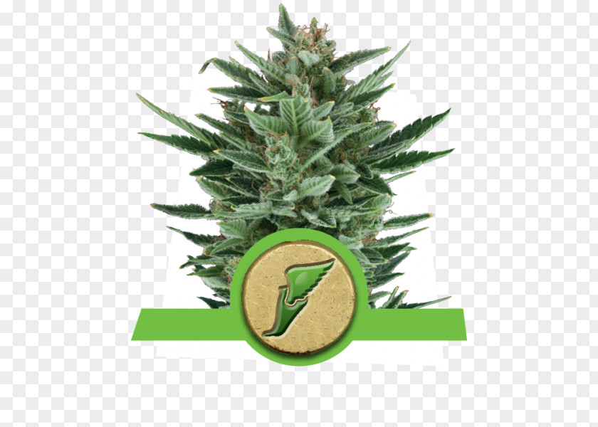 Autoflowering Cannabis Seed Ruderalis Marijuana Cultivation PNG