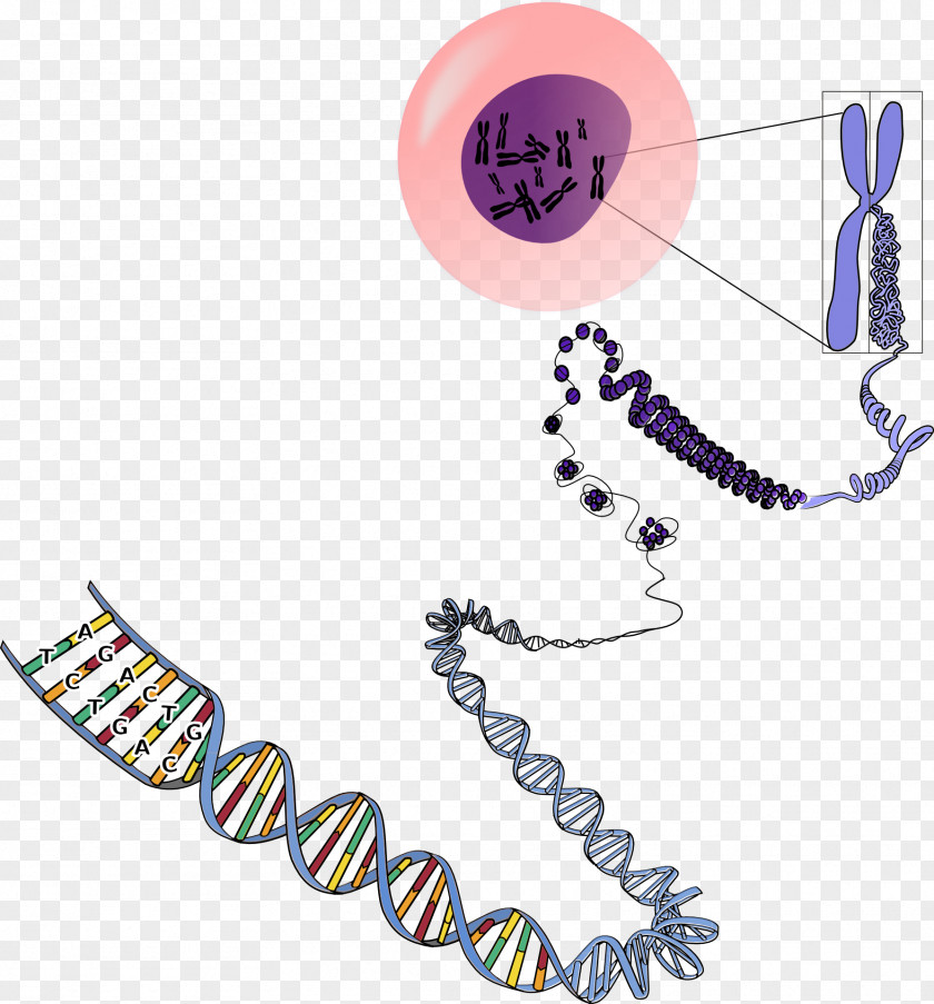 DNA Chromosome RNA Genetics PNG