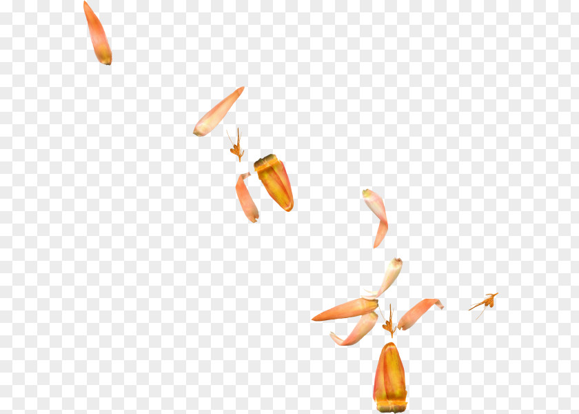 Falling Leaves Floating Debris Petal PNG