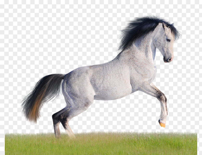 Mustang Andalusian Horse American Quarter Arabian Desktop Wallpaper PNG