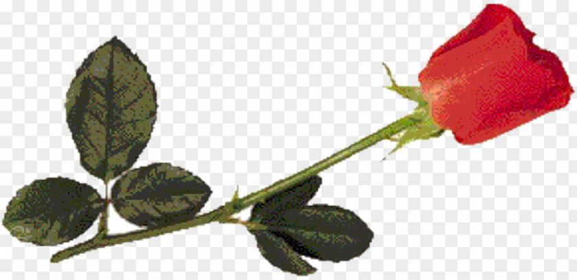 Secarik Kertas Garden Roses Paper Wedding Invitation Bud Leaf PNG
