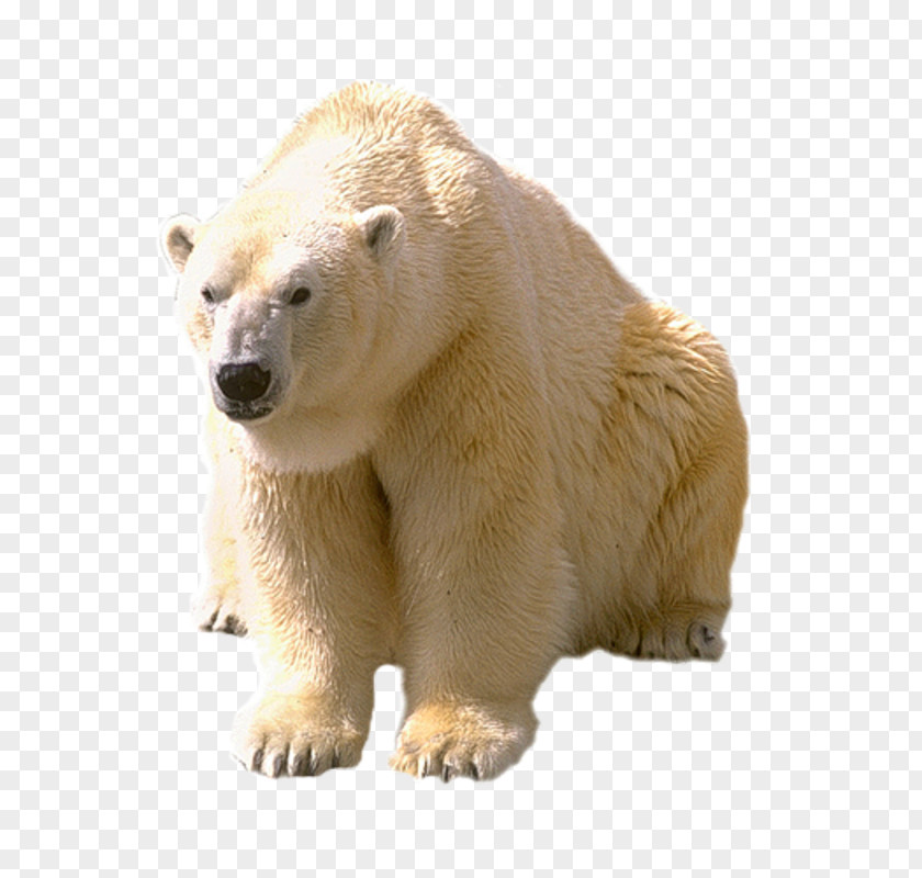 White Polar Bear Animal Arctic PNG