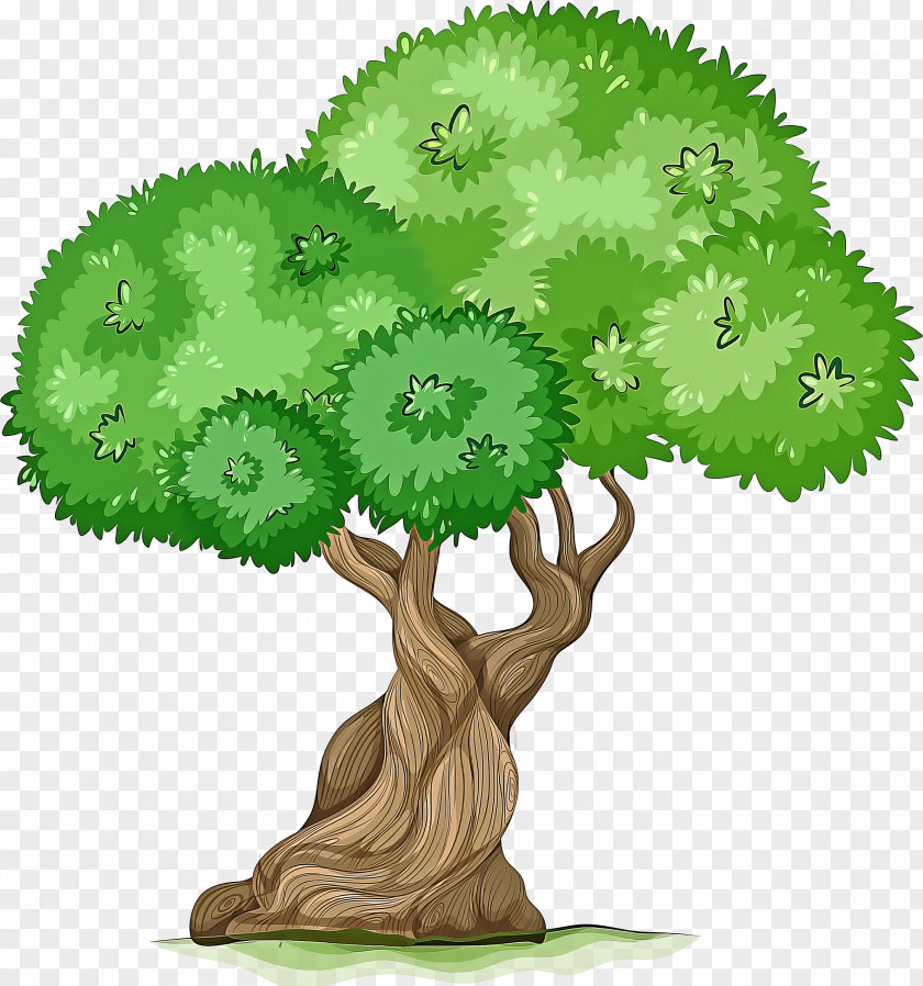 Woody Plant Houseplant Tree Green Leaf Grass PNG