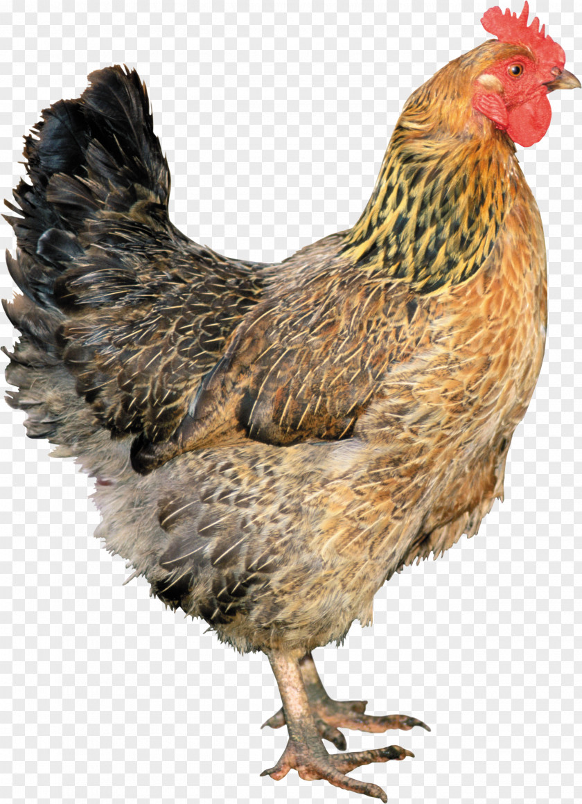 Chicken Image Solid White Rooster PNG