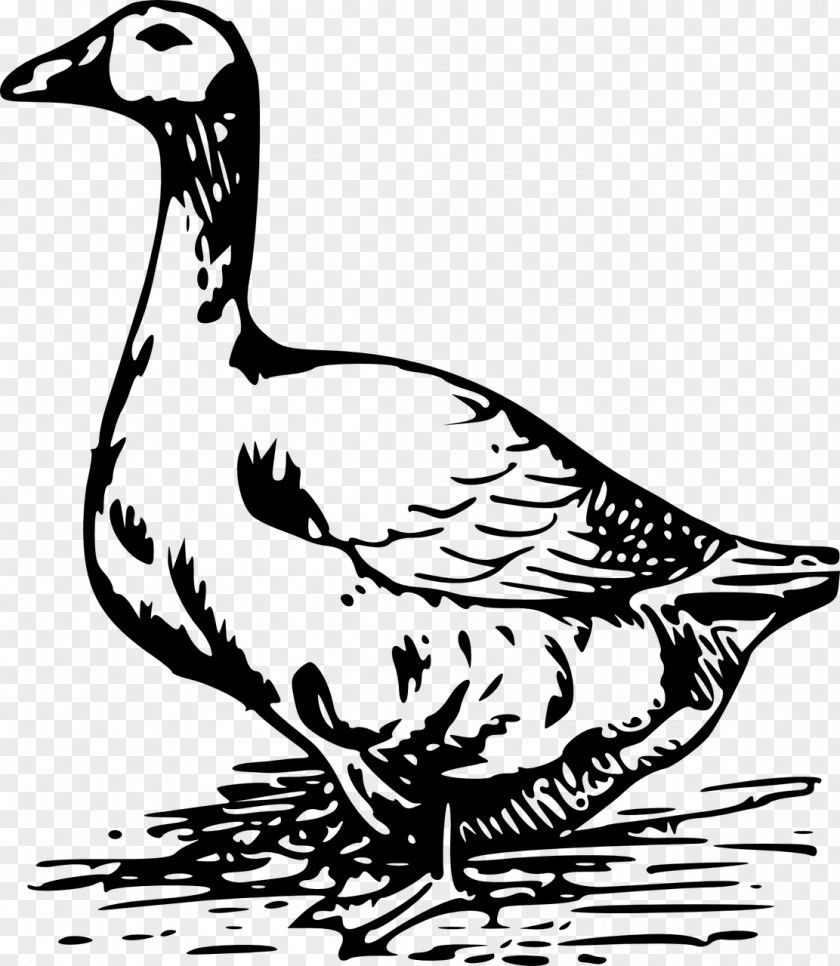 Duck Goose Black And White Drawing Clip Art PNG
