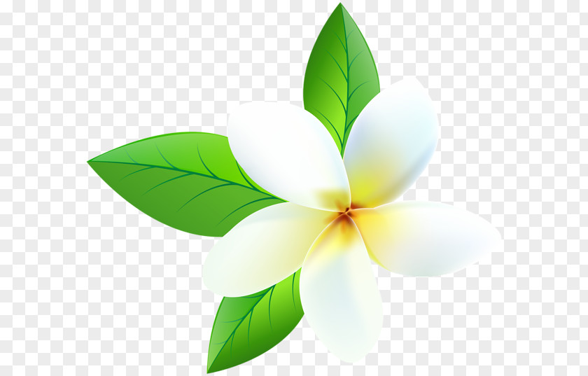 Frangipani Desktop Wallpaper Clip Art Image PNG