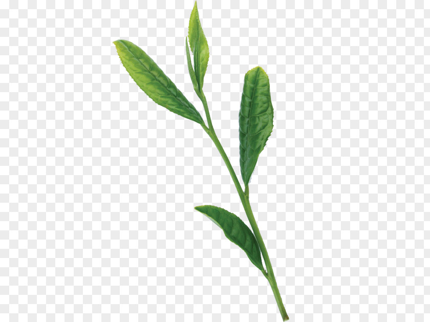Mint Green Backpacks Ross Leaf Plant Stem Herbaceous Plants PNG