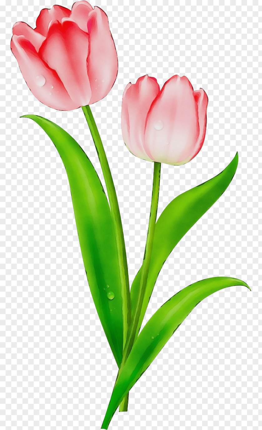 Pedicel Plant Stem Tulip Flowering Flower Petal PNG