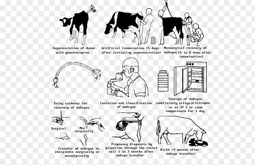 Pregnancy Beef Cattle Highland Embryo Transfer Artificial Insemination PNG