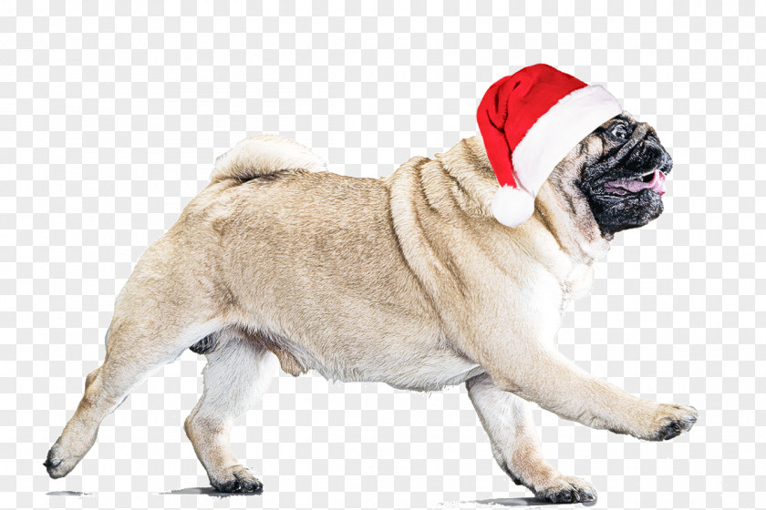 Dog Pug Snout Companion Sporting Group PNG