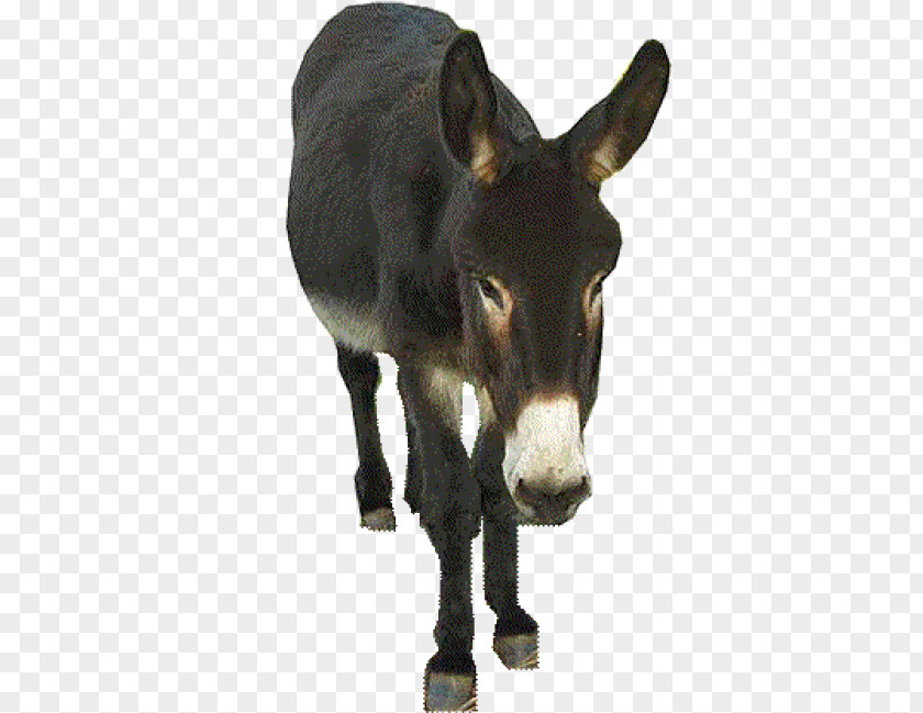 Donkey Clipart Images Clip Art Transparency Image PNG