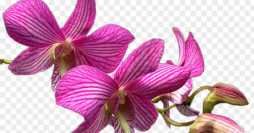 Orchid Orquideas Cattleya Orchids Dendrobium Moth Plants PNG