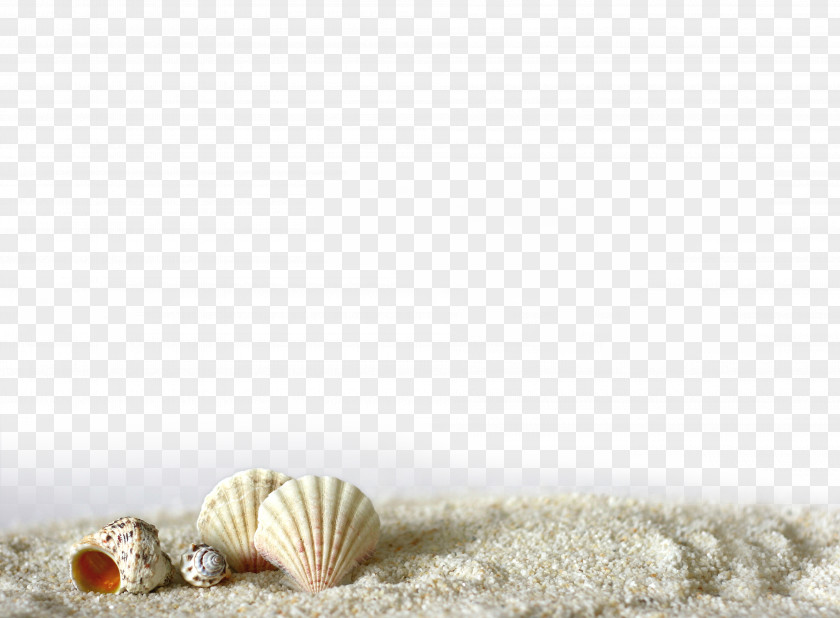 Shell Beach Of La Concha Seashell Sand Light PNG