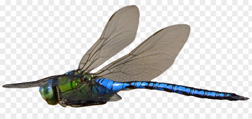Zuchini Insect Dragonfly Flight PNG