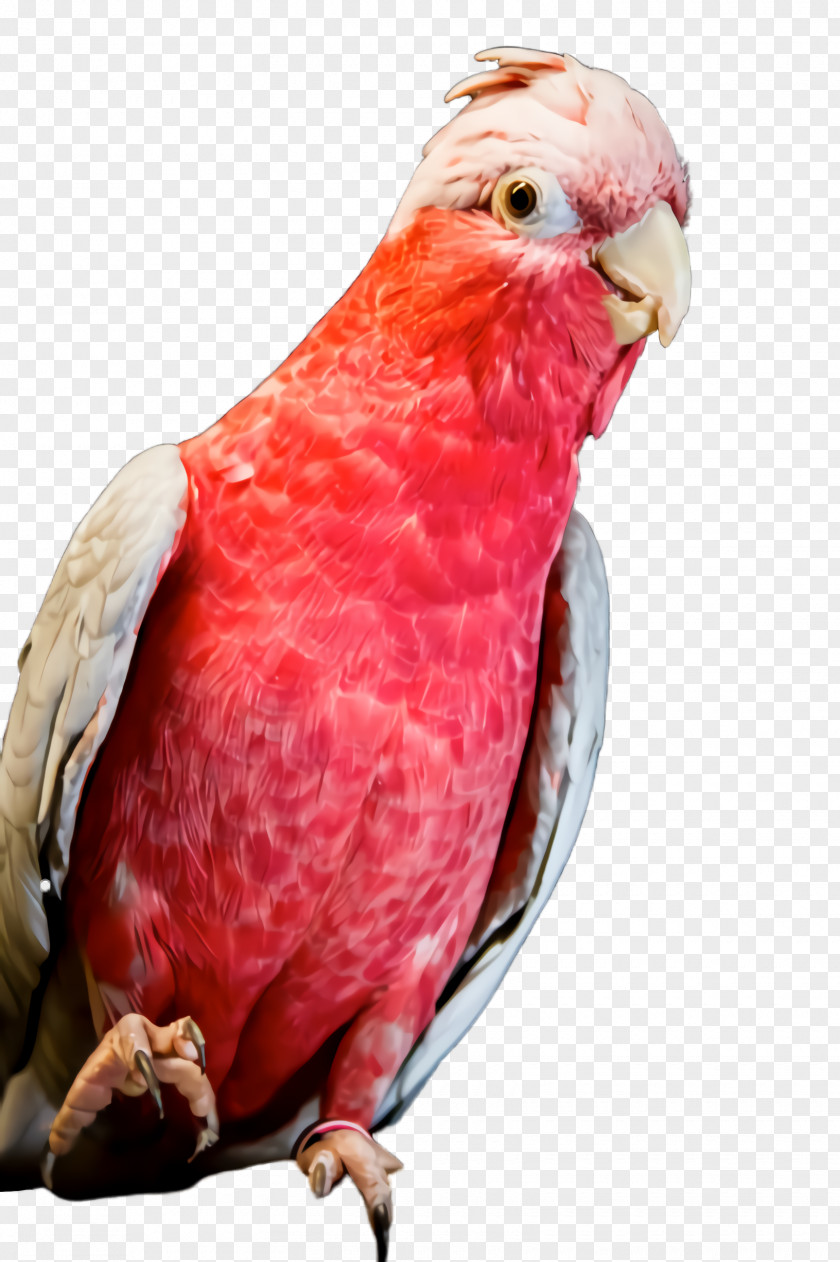 Feather Closeup PNG