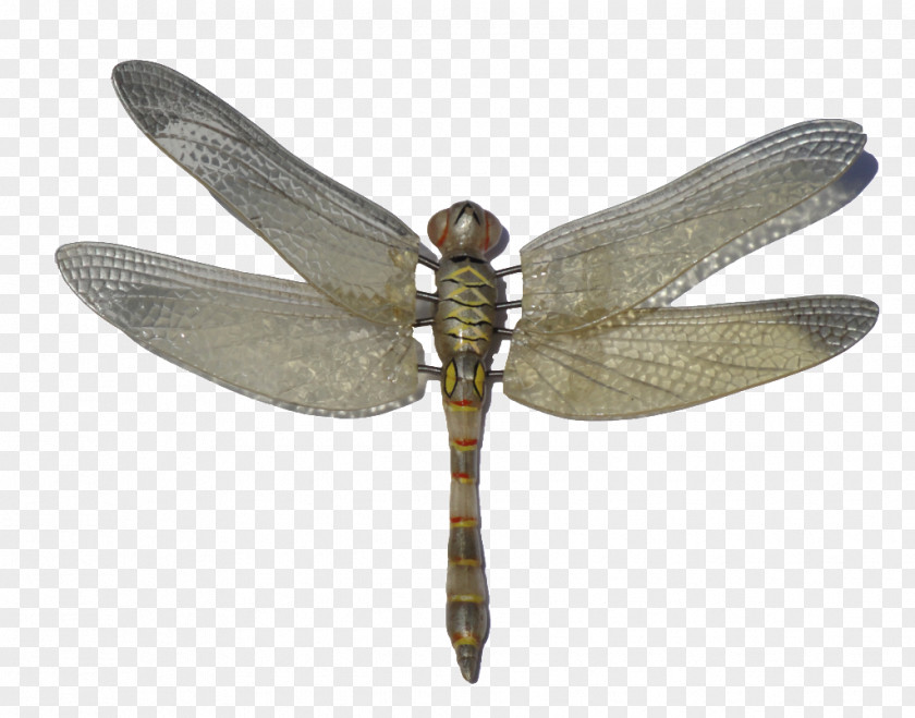 Insect Dragonfly Clip Art PNG