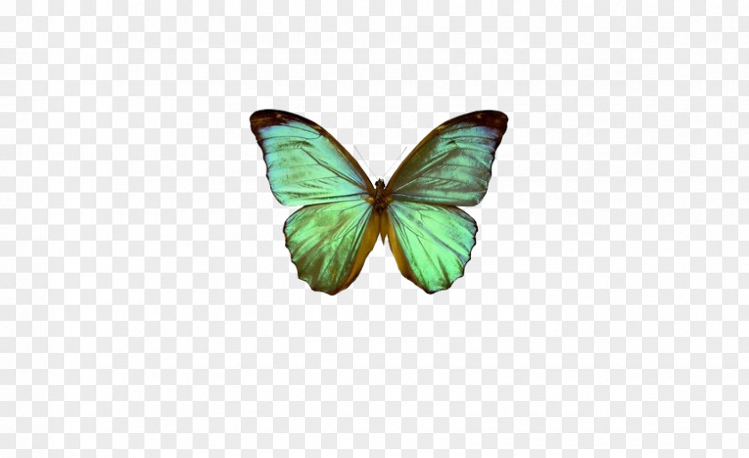 Light Blue Mint Green Butterfly The Globalization Of World Politics Politics: International Relations And Globalisation In 21st Century PNG