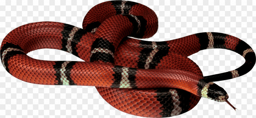 Snake Corn Reptile Clip Art PNG