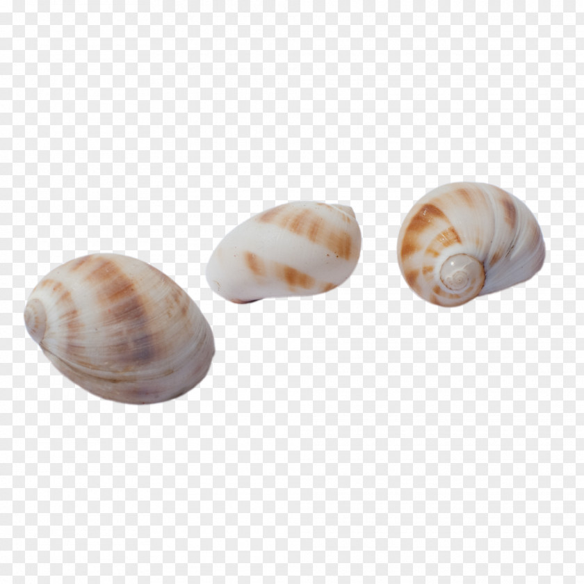 Brown Spots Conch Sea Snail Seashell PNG