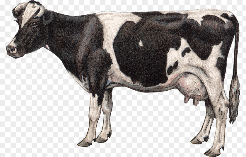 Goat Jersey Cattle Milk Dairy Clip Art PNG