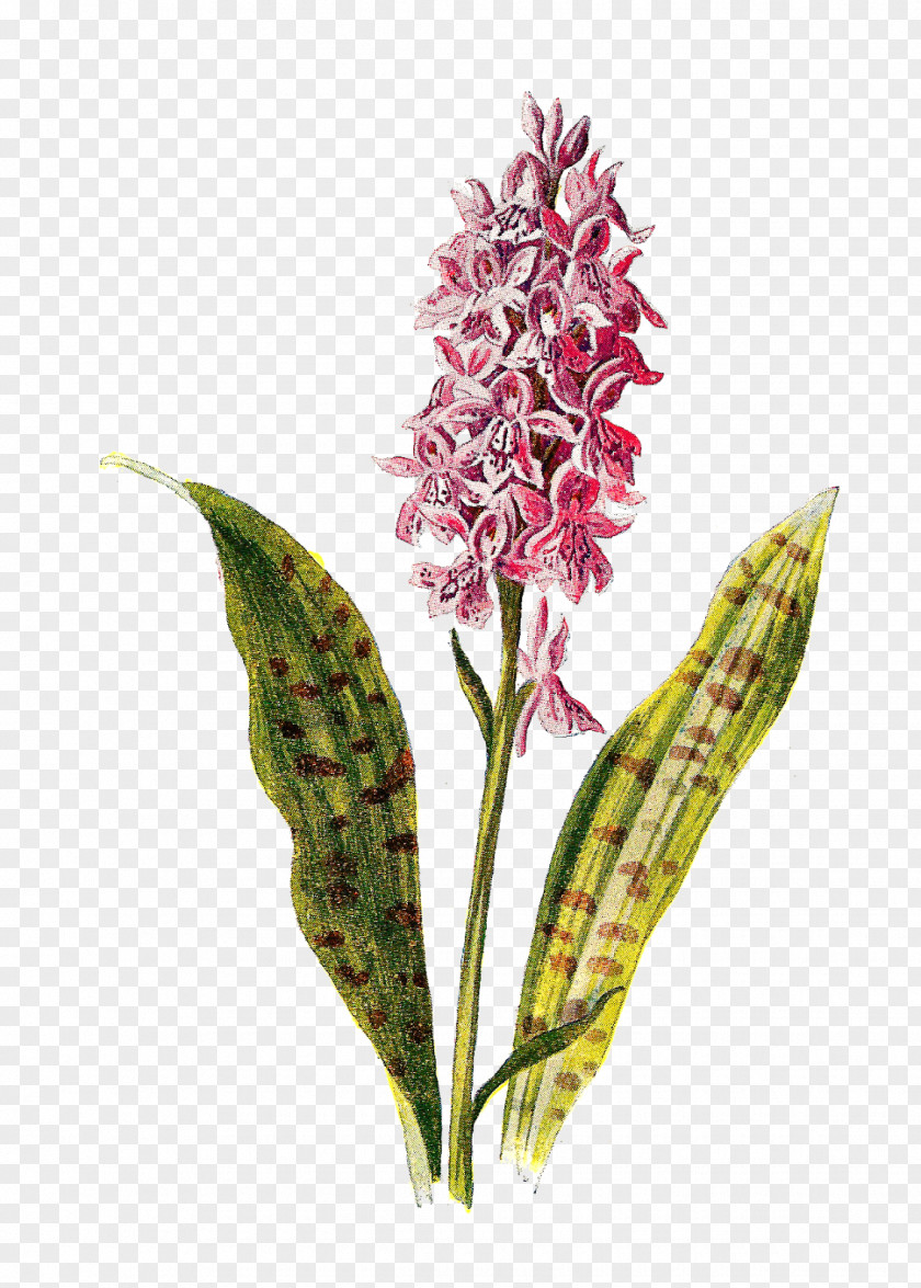 Orchids Flower Botany Flora PNG