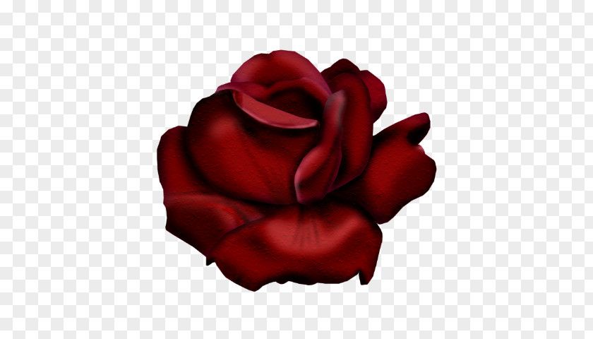 Painting Garden Roses Flower Red PNG
