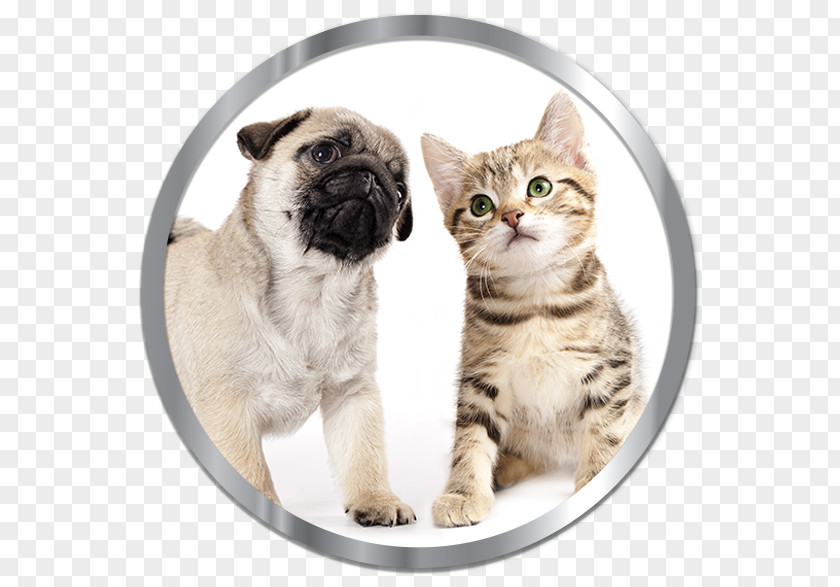 Puppy Pug Kitten Cat Beagle PNG