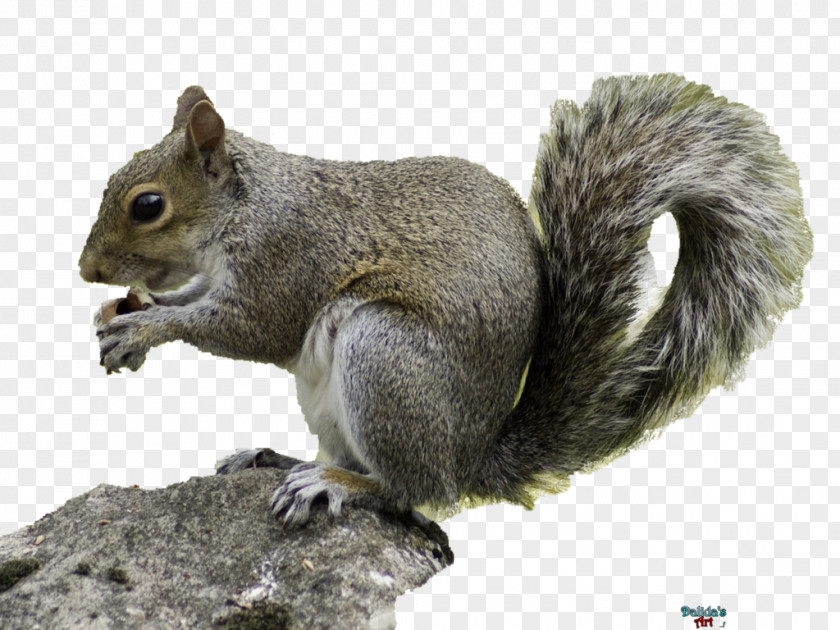 Squirrel Red Rodent Wildlife Eastern Gray PNG