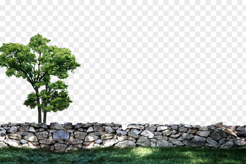 Tree Computer File PNG