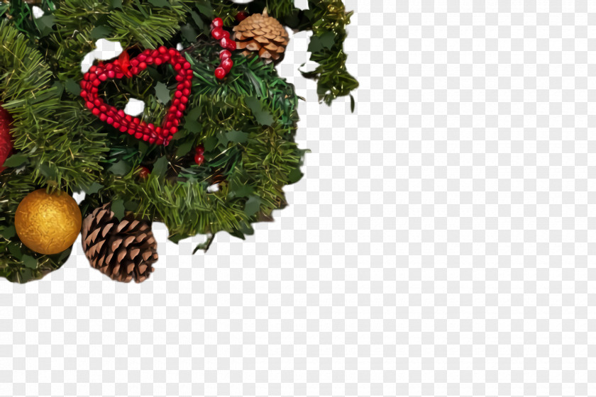 Christmas Conifer Tree PNG