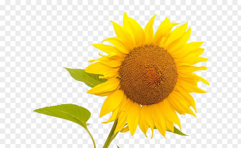 Common Sunflower Seed Sunflowers PNG
