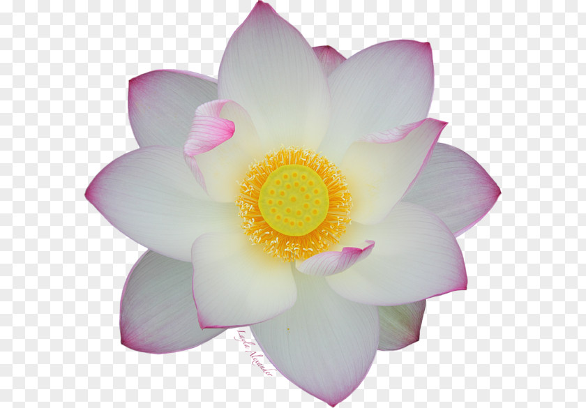 Decorative Lotus Rosaceae Rose Close-up Petal Lotus-m PNG