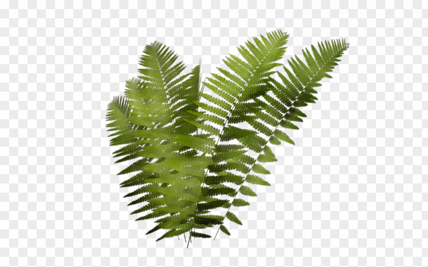 Fern Leaf Plant Stem Tree Terrestrial PNG