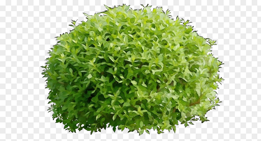 Grass Aquarium Decor Plant Green Leaf PNG