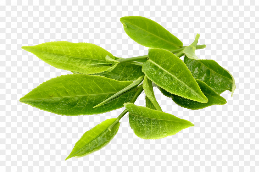 Green Tea Matcha Turkish Plant PNG