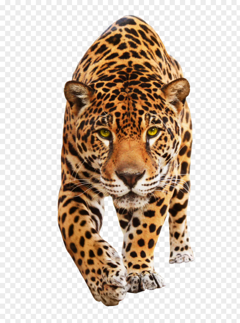 Jaguar Leopard Cat Animal Mural PNG