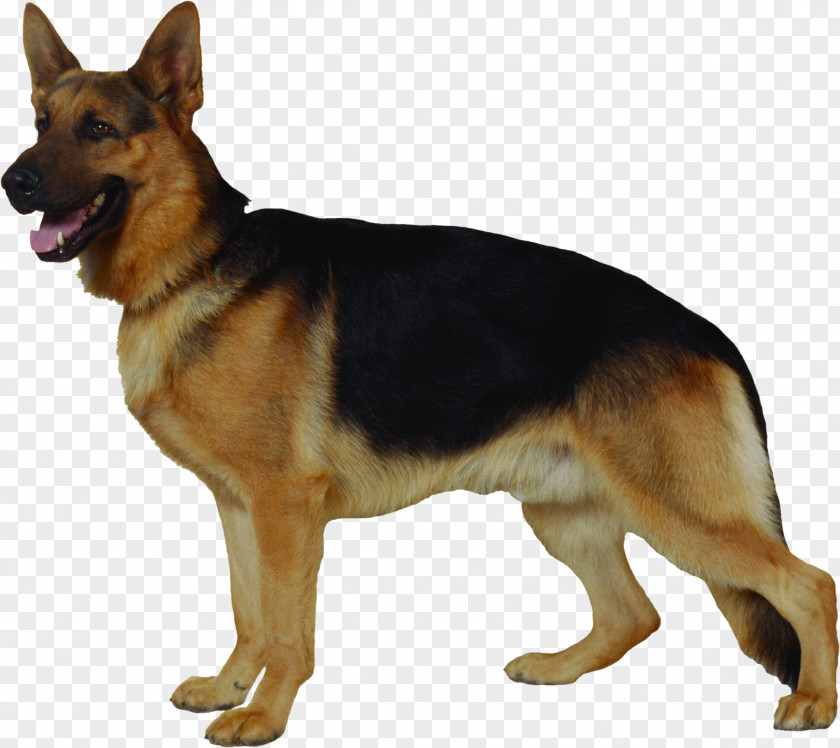 Rottweiler German Shepherd Herding Dog Cat Beauceron PNG