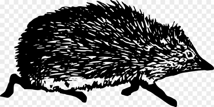 Snout Monotreme Hedgehog Echidna PNG