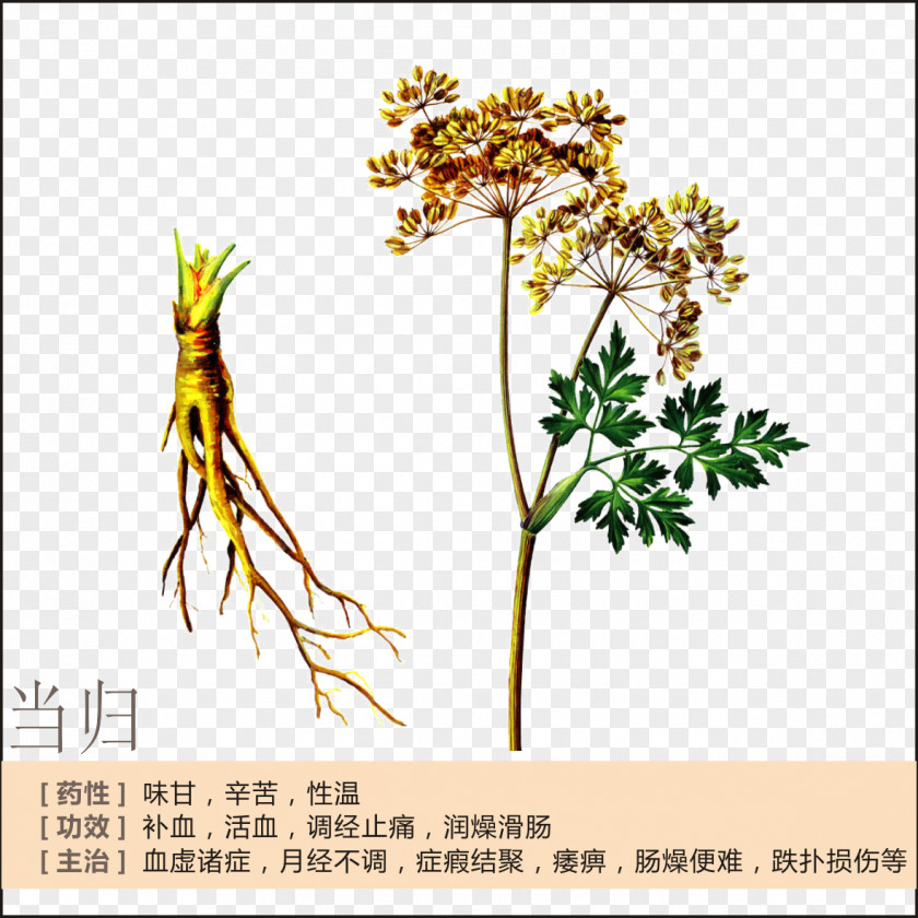 Angelica Profile Female Ginseng Herbalism Chinese Herbology Menstruation PNG