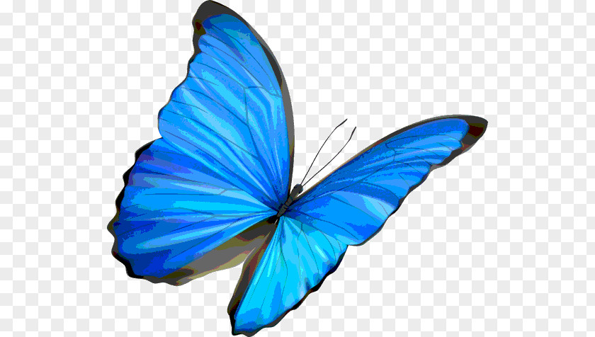 Butterfly Blue Insect Morpho Clip Art PNG