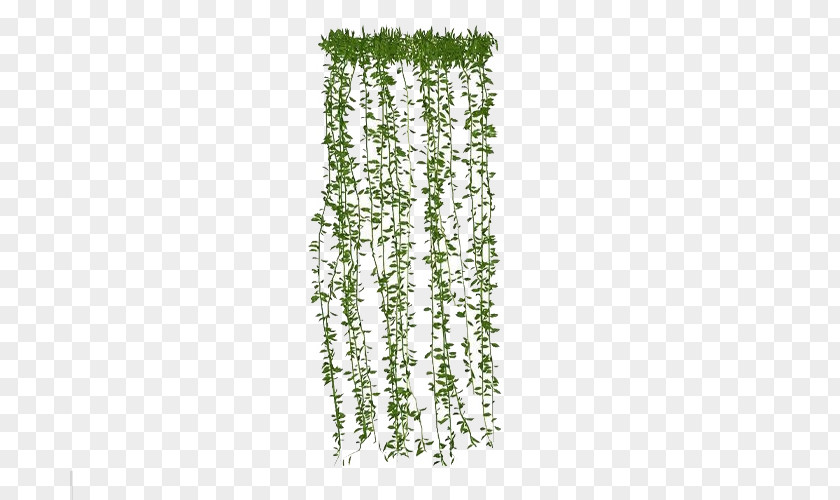 Hanging Plants PNG plants clipart PNG