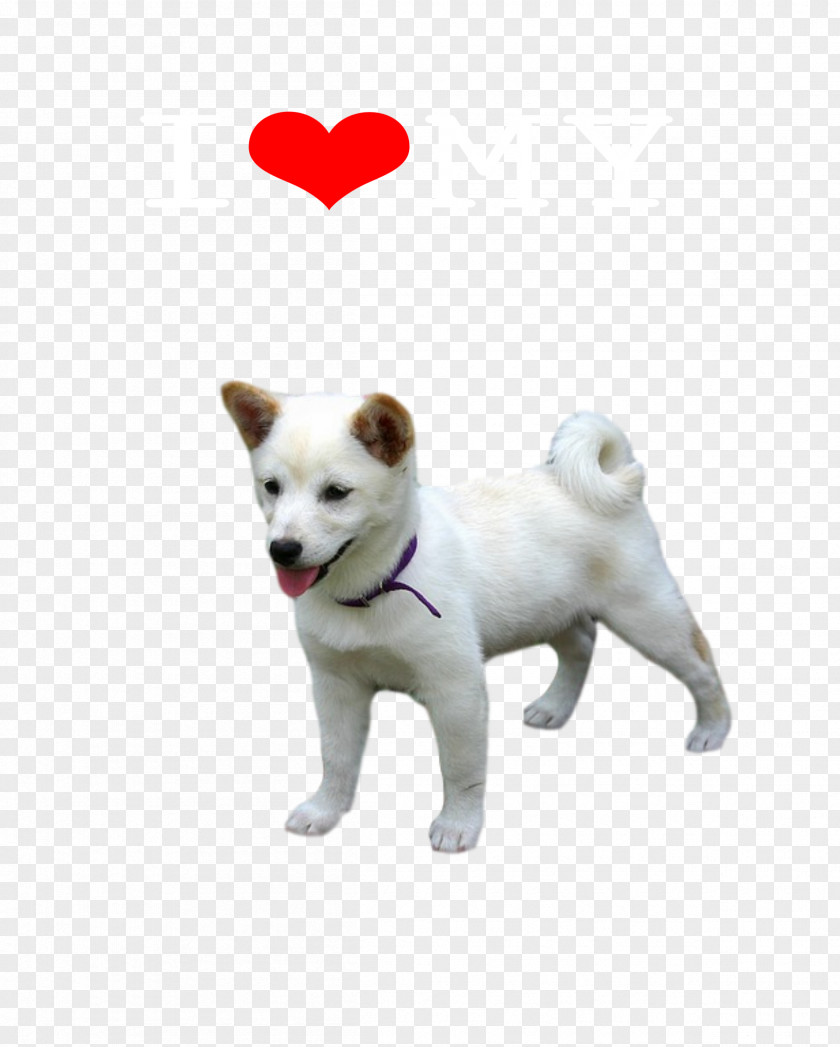 Puppy Dog Breed Canaan Kishu Akita PNG