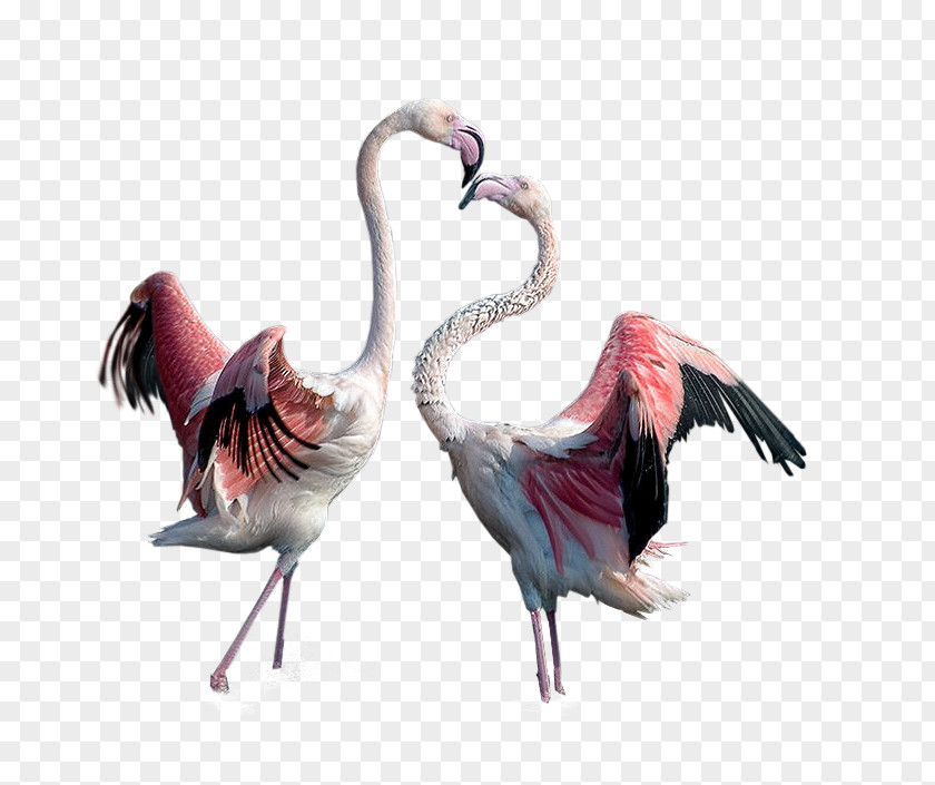 Two Flamingo Bird PNG