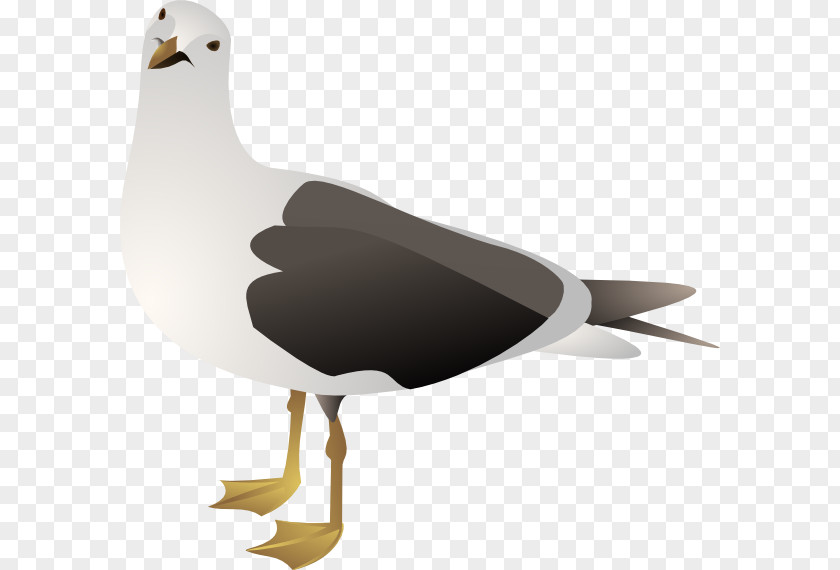 Gull Gulls European Herring Clip Art PNG