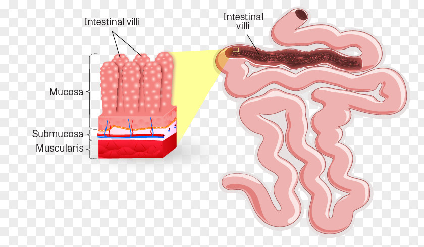 Small Intestine Intestinal Villus Lumen Gastrointestinal Tract Large PNG
