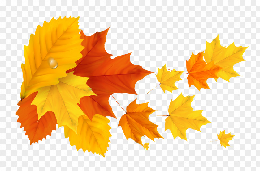 Yellow Orange Fall Leafs Clipart Picture Autumn Leaf Color Clip Art PNG