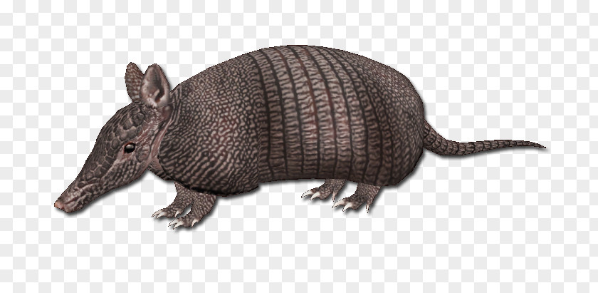 Armadillo Animal Architecture Warm-blooded Building PNG