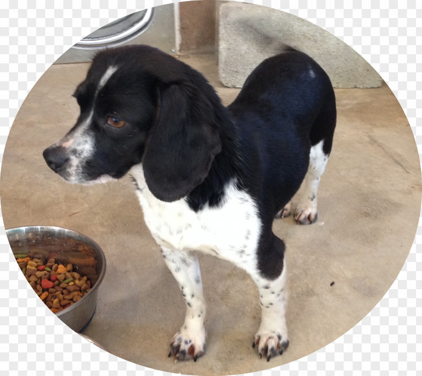 Beagle Treeing Walker Coonhound Old Danish Pointer Dog Breed Black And Tan PNG